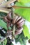 Raw Musa banana of tropical fruit (Nark banana) on tree.