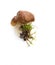 Raw mushrooms collection. Boletus with moss white