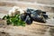 Raw mussels garlic and parsley on old wooden table