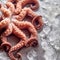 Raw Octopus on Cold Metal Surface with Melting Ice