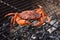 Raw orange crab cooking on the barbecue