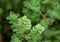 Raw oregano herb. Wild natural oregano seasoning plant. Copy space