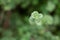 Raw oregano herb. Wild natural oregano seasoning plant. Copy space f
