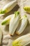 Raw Organic Belgian Endive