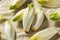 Raw Organic Belgian Endive