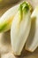 Raw Organic Belgian Endive