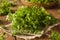 Raw Organic French Parsley Chervil