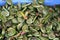 Raw Organic Green Fiddlehead Ferns