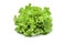 Raw organic green oak lettuce on white isolated background with clipping path. Fresh green oak lettuce have high fiber and vitamin