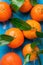 Raw organic juicy tangerines on branch with green leaves on blue wood background. Vitamins healthy lifestyle harvest concept
