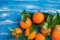 Raw organic juicy tangerines on branch with green leaves on blue wood background. Vitamins healthy lifestyle harvest concept