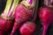 Raw Organic Miniature Red Candy Stripe Beets