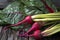 Raw Organic Miniature Red Candy Stripe Beets with Swiss Chard