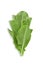 Raw organic romaine lettuce or green cos on white isolated background with clipping path. Fresh cos lettuce or romaine have sweet