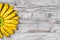 Raw Organic Yellow Baby Bananas in a Bunch on white wooden background top view. Copyspace for your text, banner.