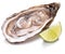 Raw oyster and lemon on a whte background.