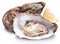 Raw oyster and lemon on a whte background.