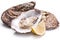 Raw oyster and lemon on a whte background.