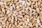 Raw pearl barley close up