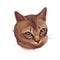 Raw and Pedigreed Singapura, Drain Kucinta Love cat. Digital art illustration of pussy kitten portrait, feline food cover design,