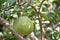 Raw pomelo in garden