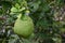 Raw pomelo in garden