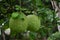 Raw pomelo in garden