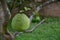 Raw pomelo in garden