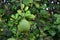 Raw pomelo in garden