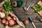 Raw potatoes in a linen bag, arugula, garlic, garden shovel and rake, food background, top view