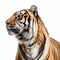 Raw And Powerful: Tiger Portraits In Bold Lines And Vibrant Color