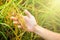 Raw Rice Paddy in the Farmer Hands. Food Agriculture