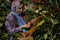 Raw or ripe Arabica and Robusta and organic coffee berries beans with agriculturist hands. Farmer crop fruit at farm in Java