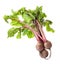 Raw ripe beets with leaves isolated