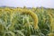 Raw Ripe millet crops in the field