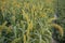 Raw Ripe millet crops in the field