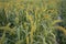 Raw Ripe millet crops in the field