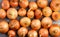 Raw ripe onions bulbs. Onions bulbs background