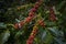 Raw or ripe red branch of Arabica and Robusta and organic coffee berries beans on tree. Farmer crop fruit at farm in Java