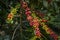 Raw or ripe red branch of Arabica and Robusta and organic coffee berries beans on tree. Farmer crop fruit at farm in Java