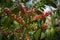 Raw or ripe red branch of Arabica and Robusta and organic coffee berries beans on tree. Farmer crop fruit at farm in Java