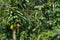 Raw ripe yellow papaya growing on a tree