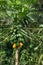 Raw ripe yellow papaya growing on a tree