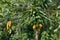 Raw ripe yellow papaya growing on a tree