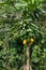 Raw ripe yellow papaya growing on a tree