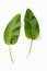 Raw Rumex crispus, yellow dock green fresh leaf on white background. Top view