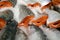 Raw salmon halves - cooled fish on ice exposed for sale in a sumermarket, fish pattern with silver scales orange flesh