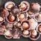 Raw scallops on slate stone background. Seafood, Shellfish, top view, flat lay