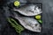 Raw sea bream dorado fish ready for cooking. Black background. Top view