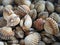 Raw sea cockles clams
